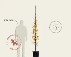 Parrotia persica 'Persian Spire' - beveerd