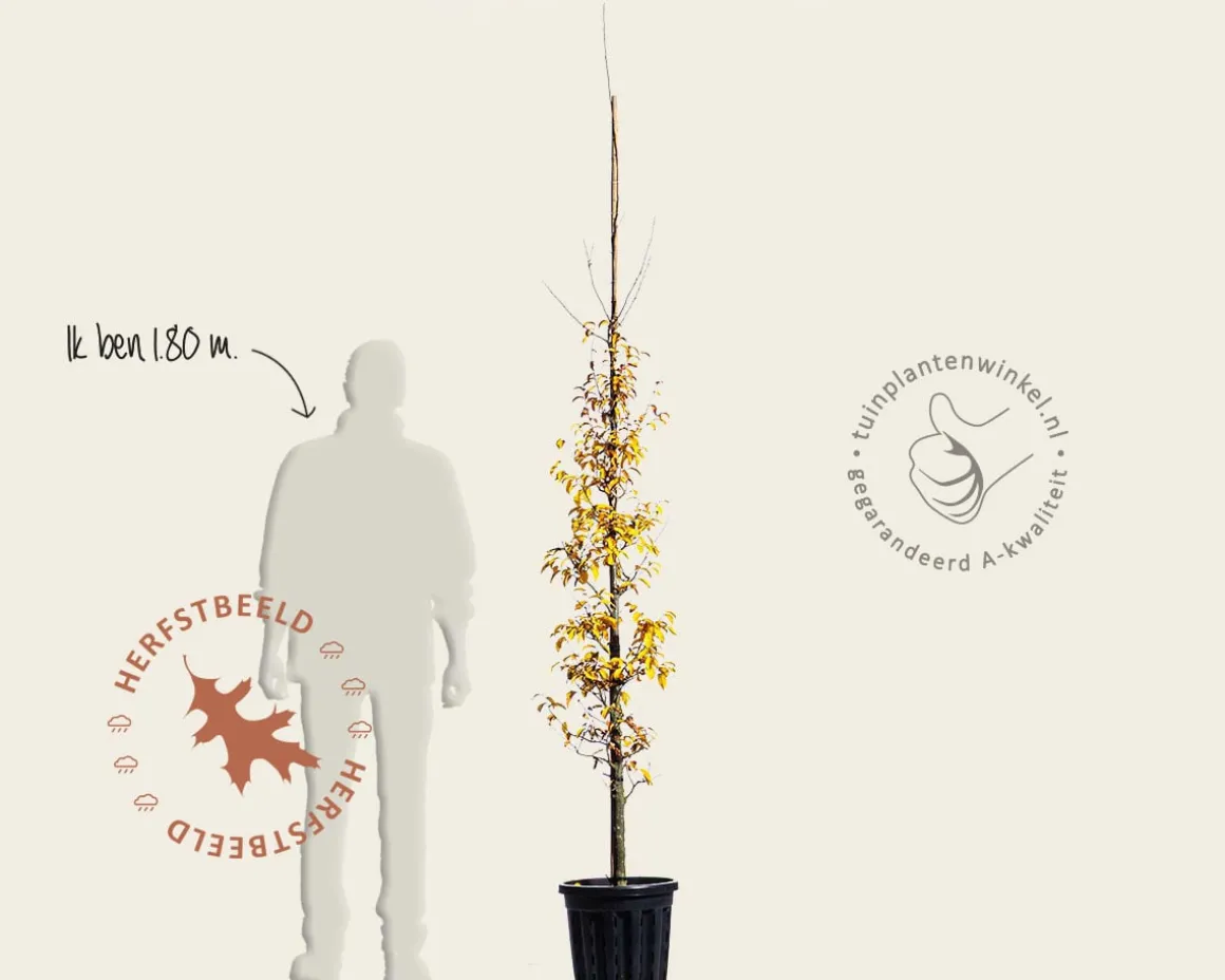 Parrotia persica 'Persian Spire' - beveerd