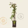Parthenocissus henryana
