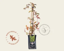 Parthenocissus henryana