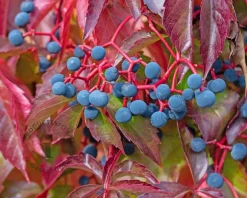 Parthenocissus quinquefolia