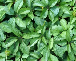 Parthenocissus quinquefolia