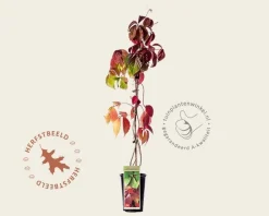 Parthenocissus quinquefolia