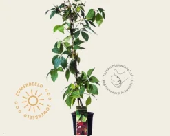 Parthenocissus quinquefolia