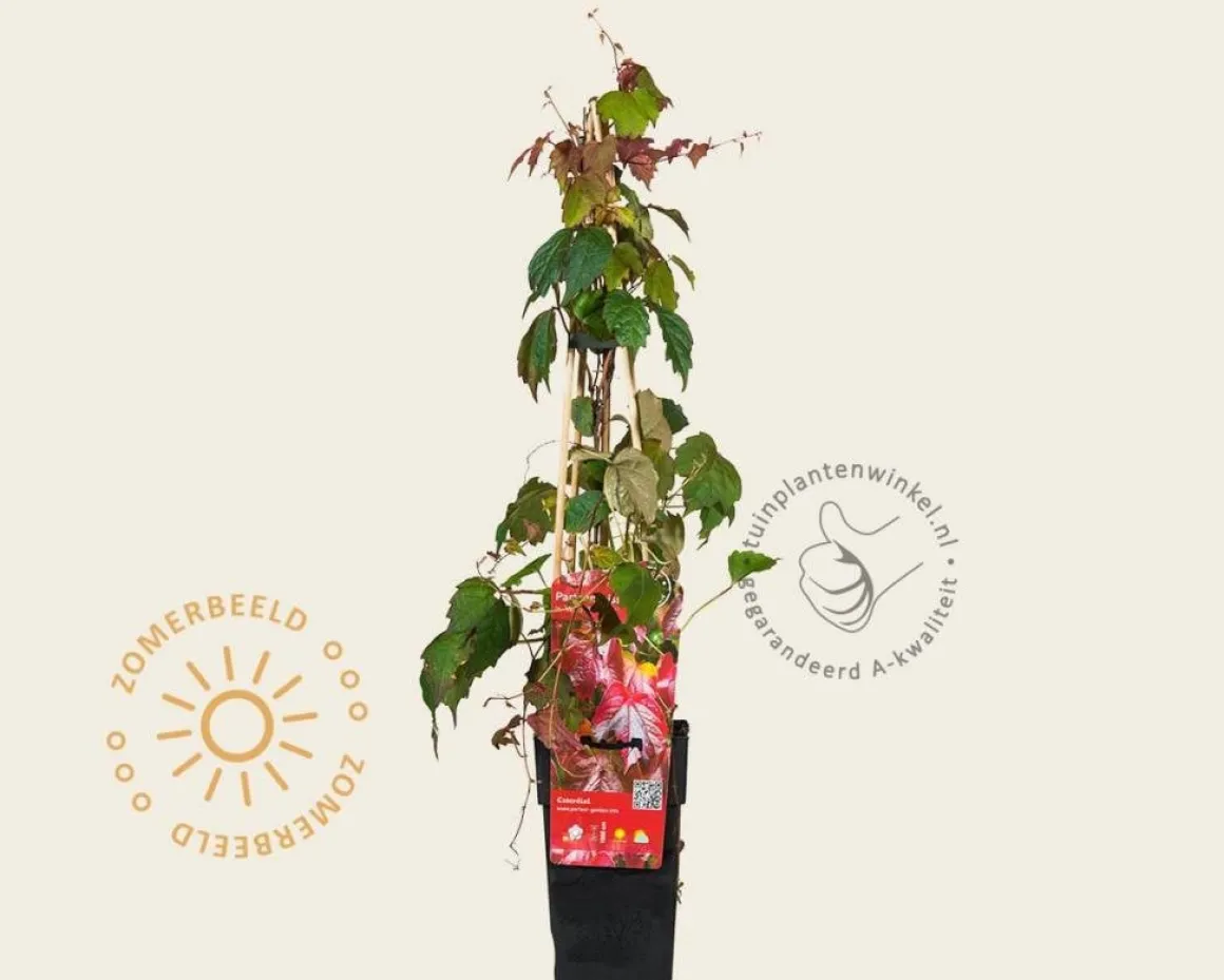 Parthenocissus tricuspidata 'Veitch Boskoop'