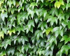 Parthenocissus tricuspidata 'Veitch Boskoop'