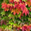 Parthenocissus tricuspidata 'Veitchii'