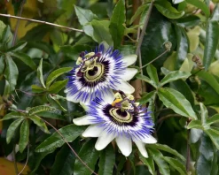 Passiflora caerulea
