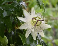 Passiflora caerulea 'Constance Elliott'