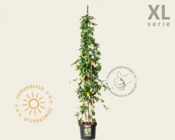Passiflora caerulea - XL