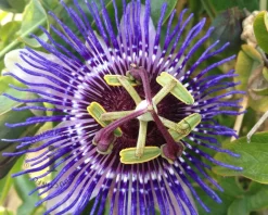 Passiflora 'Purple Rain'