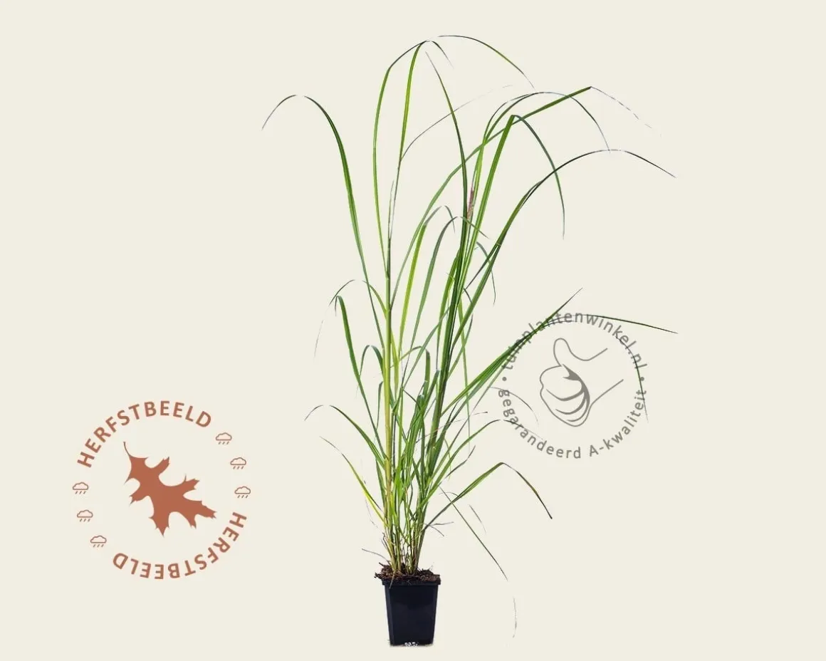 Pennisetum alopecuroides 'Black Beauty'