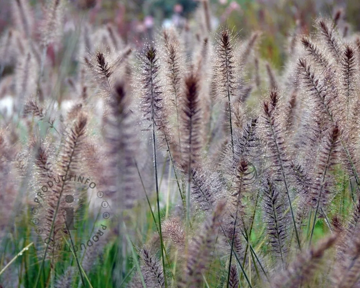 Pennisetum alopecuroides 'Hameln'