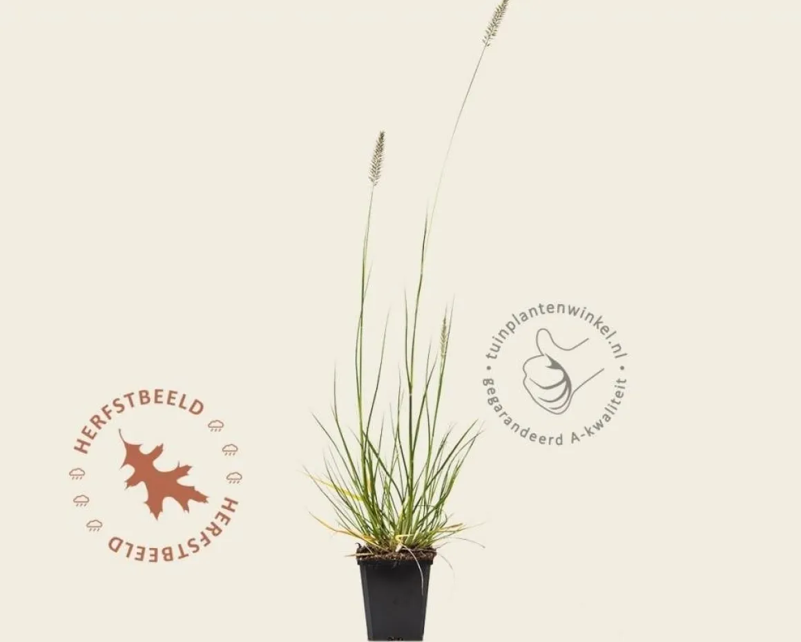 Pennisetum alopecuroides 'Hameln'