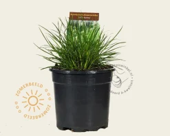 Pennisetum alopecuroides 'Little Bunny'
