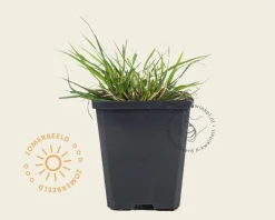 Pennisetum alopecuroides 'Little Bunny'