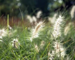 Pennisetum alopecuroides 'Little Bunny'