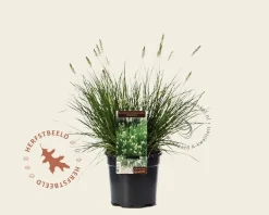Pennisetum alopecuroides 'Little Bunny'
