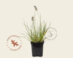 Pennisetum alopecuroides 'Little Bunny'