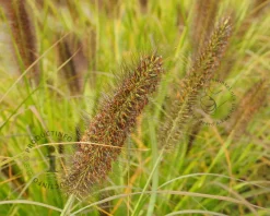 Pennisetum alopecuroides ‘Moudry’