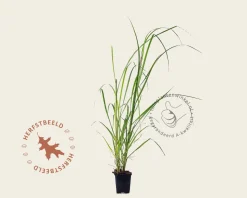 Pennisetum alopecuroides ‘Moudry’