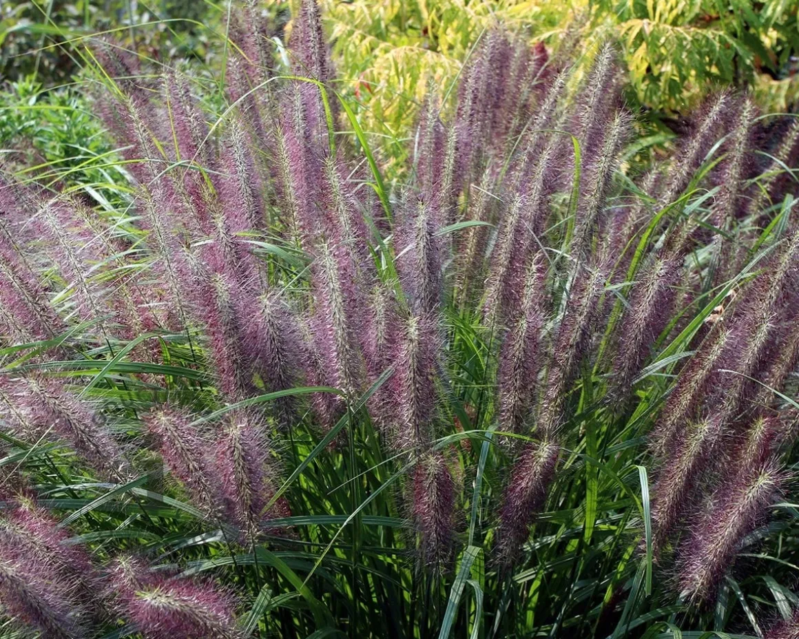 Pennisetum alopecuroides 'Red Head'