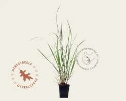 Pennisetum alopecuroides 'Red Head'