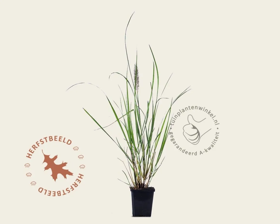 Pennisetum alopecuroides 'Red Head'