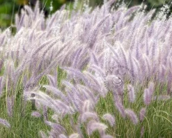 Pennisetum orientale