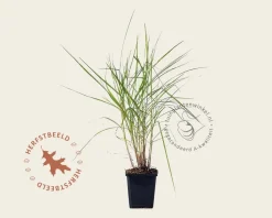 Pennisetum orientale