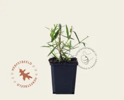 Penstemon 'Andenken an Friedrich Hahn'