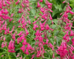 Penstemon 'Andenken an Friedrich Hahn'