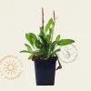 Persicaria affinis 'Darjeeling Red'