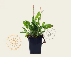Persicaria affinis 'Darjeeling Red'