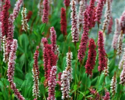 Persicaria affinis 'Darjeeling Red'