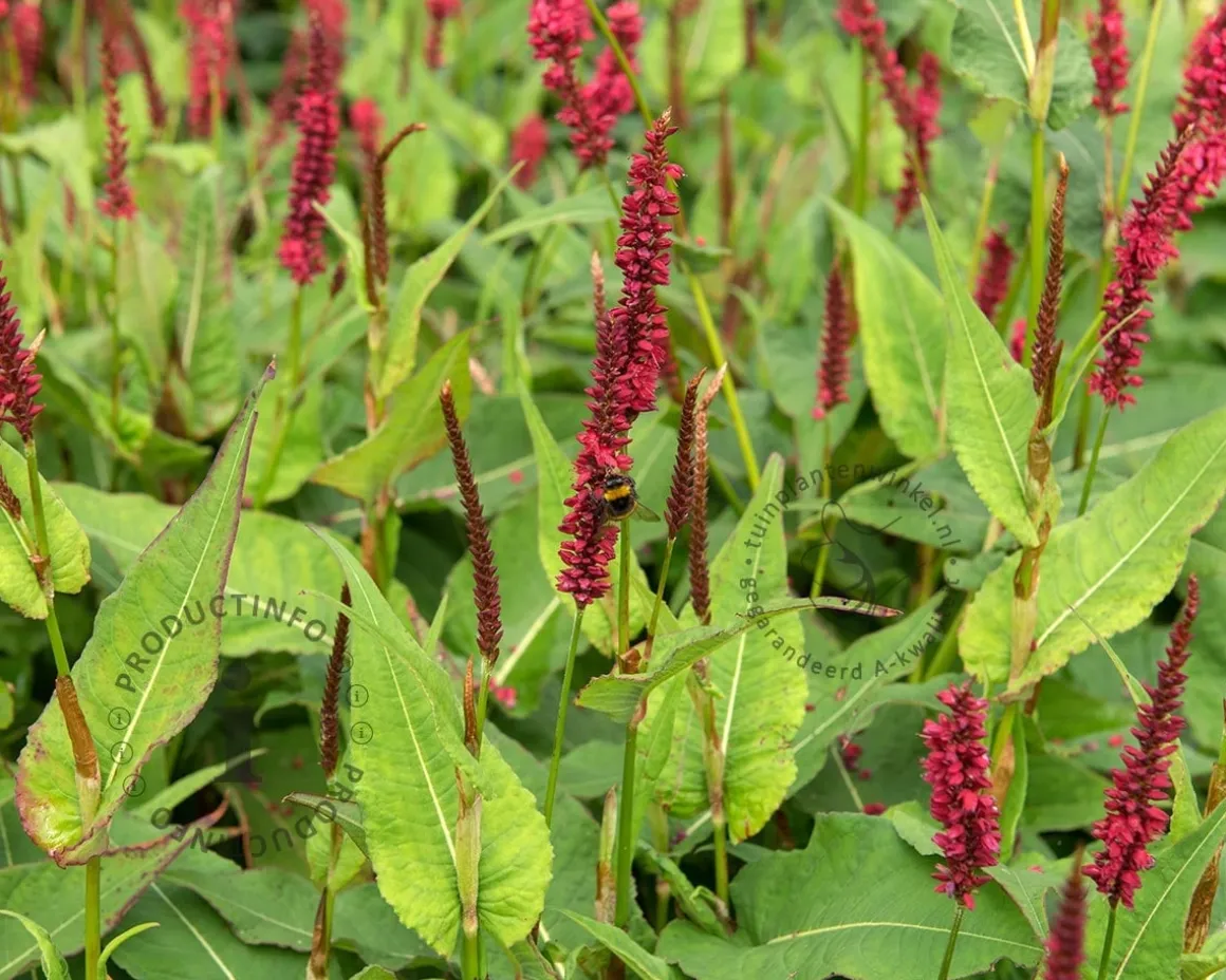 Persicaria amplexicaulis 'Blackfield'