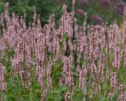 Persicaria amplexicaulis ‘Rosea’