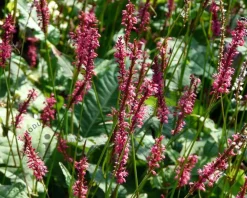 Persicaria amplexicaulis 'Speciosa'