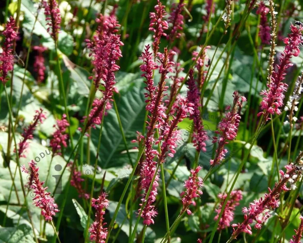 Persicaria amplexicaulis 'Speciosa'