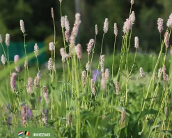 Persicaria bistorta