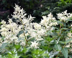 Persicaria polymorpha