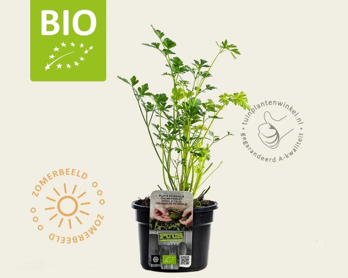 Petroselinum crispum 'Gigant d'Italia' Puur