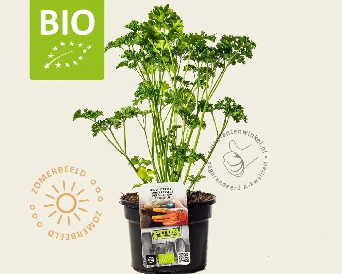 Petroselinum crispum Puur