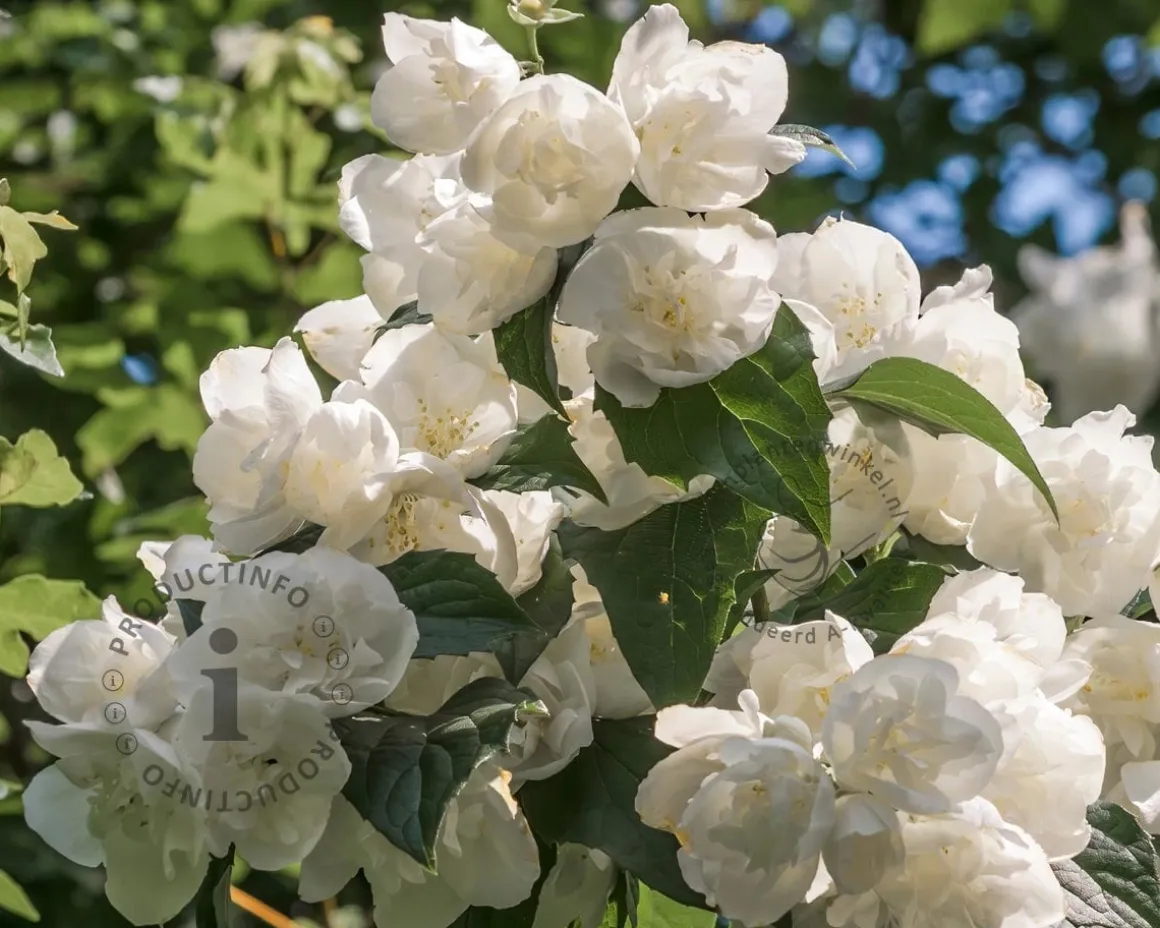 Philadelphus 'Bouquet Blanc'