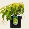 Philadelphus coronarius 'Aureus'