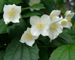 Philadelphus coronarius - XL