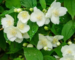 Philadelphus 'Lemoinei'
