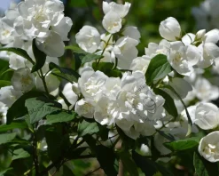 Philadelphus 'Manteau d'Hermine'