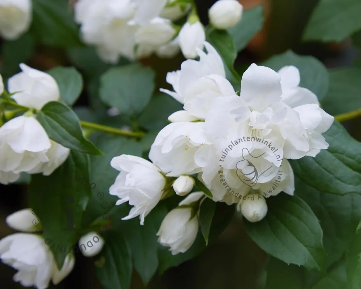 Philadelphus 'Snowbelle' - XL