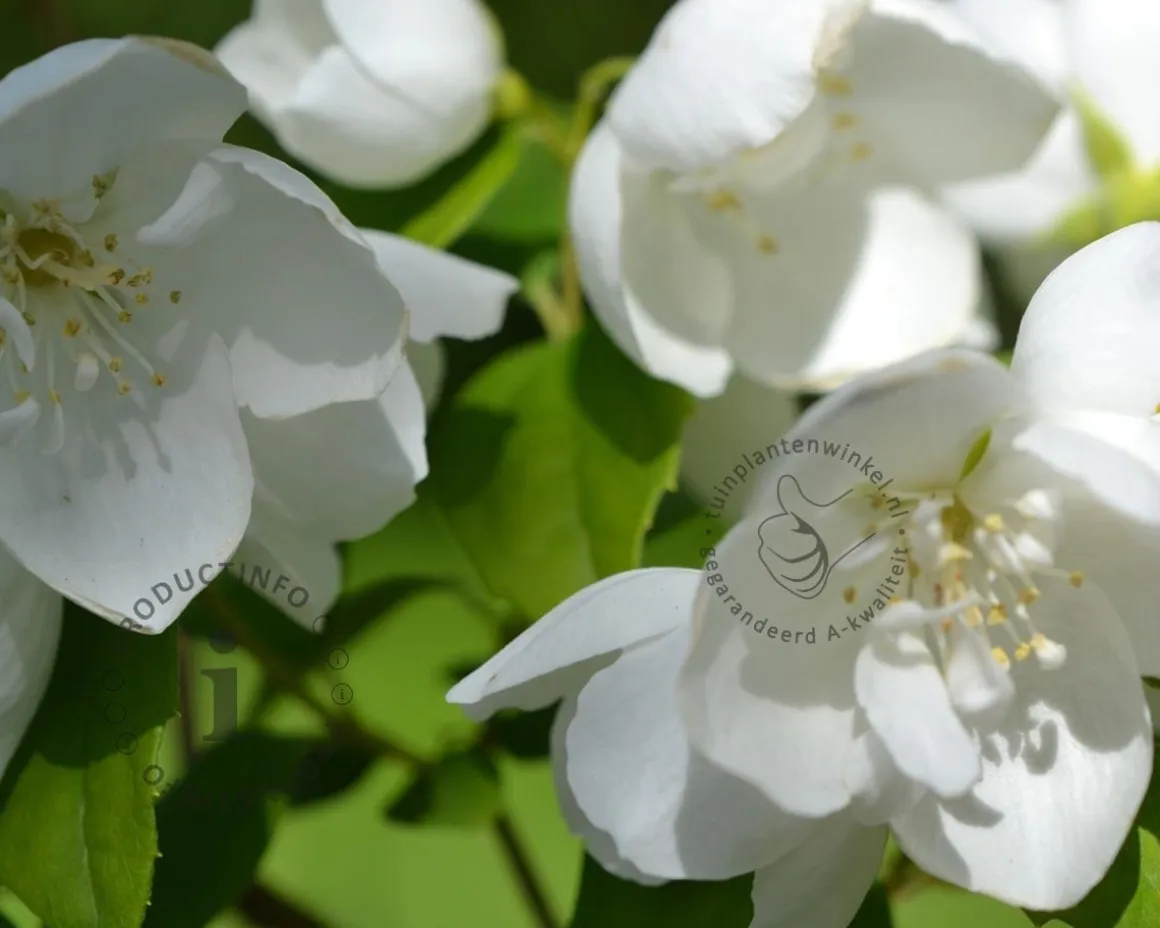 Philadelphus 'Virginal'